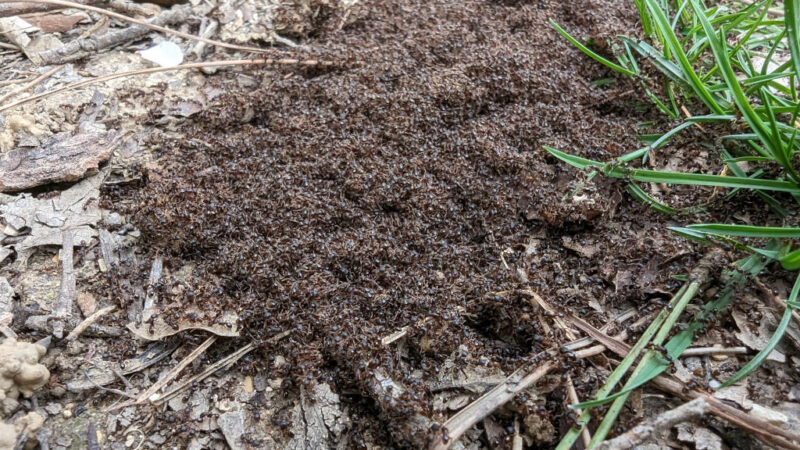Lots of ants 2