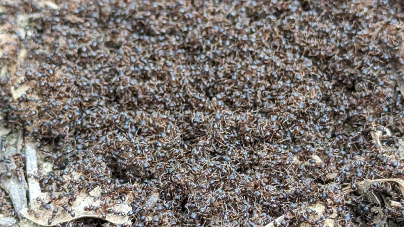 Lots of ants 3