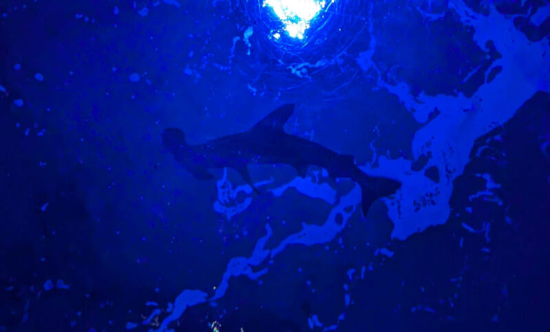 Shikoku Aquarium Hammerhead shark