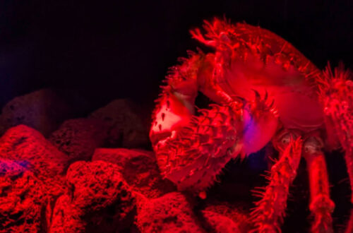 Shikoku Aquarium crab