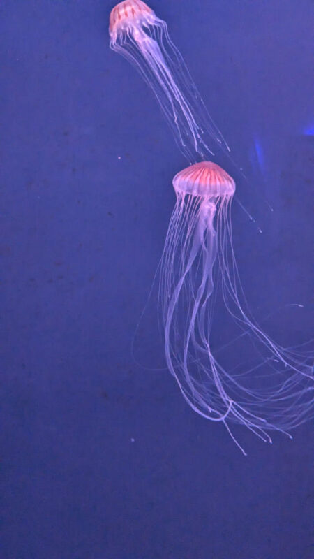 Shikoku Aquarium jellyfish