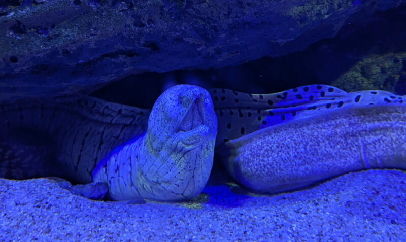 Shikoku Aquarium moray eel 1