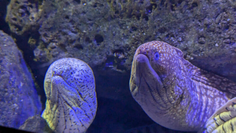 Shikoku Aquarium moray eel 2