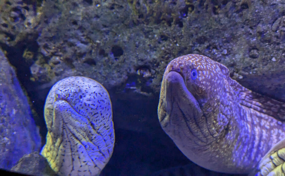 Shikoku Aquarium moray eel 2