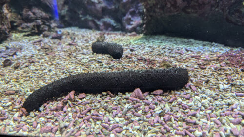 Shikoku Aquarium sea cucumber 1