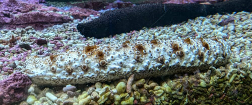 Shikoku Aquarium sea cucumber 2