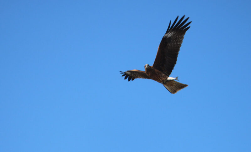 3 black kite