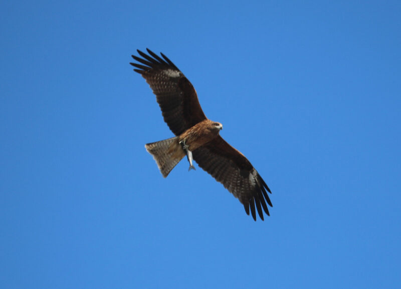 4 black kite