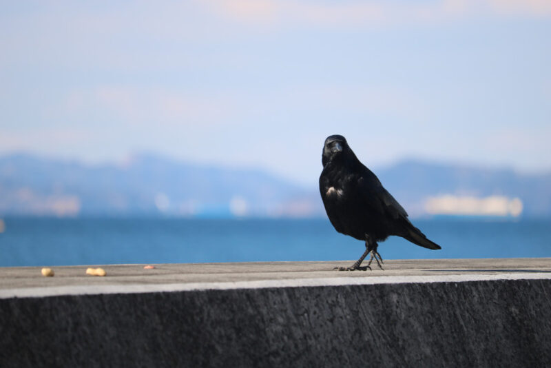 5 Crow by the sea