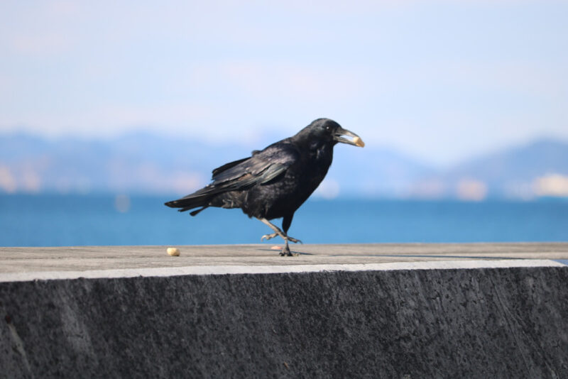 6 Crow by the sea