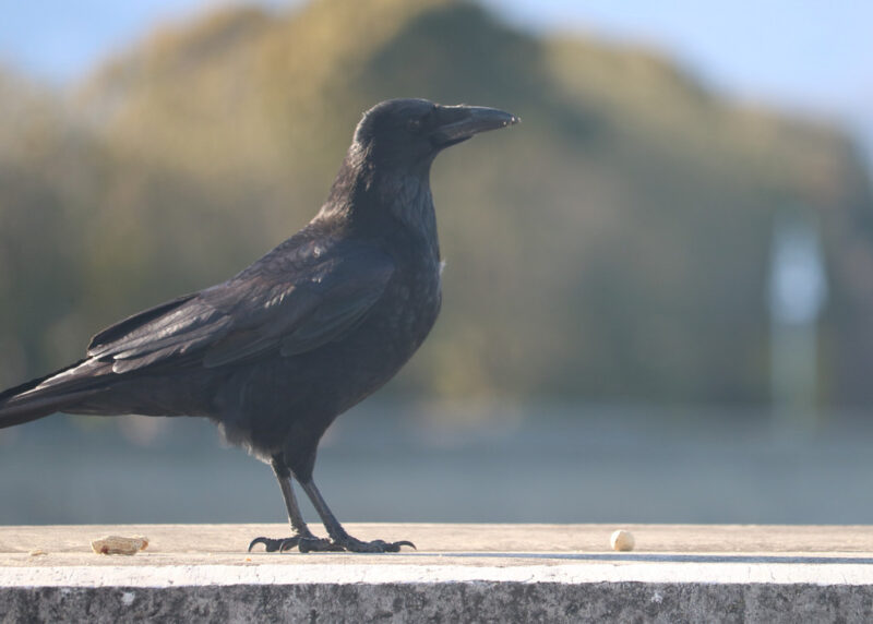 8 Crow by the sea