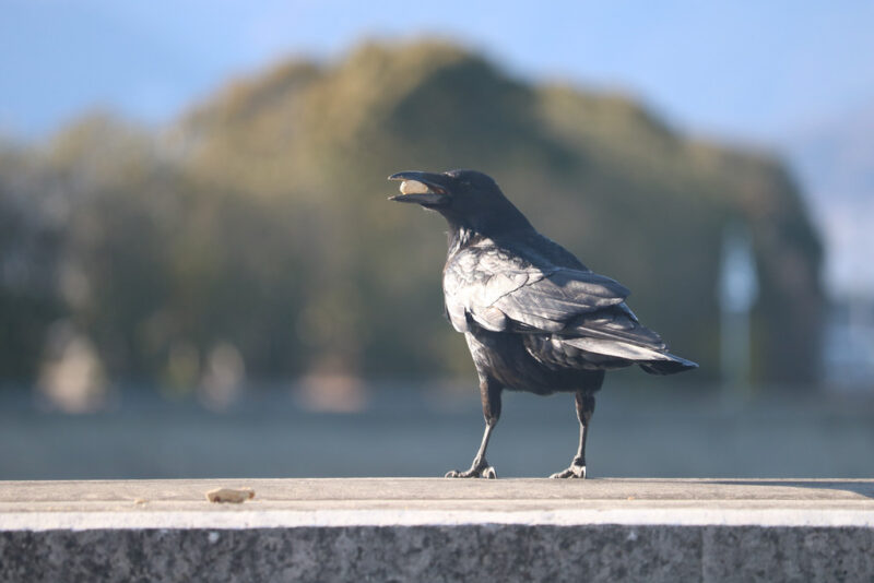 9 Crow by the sea